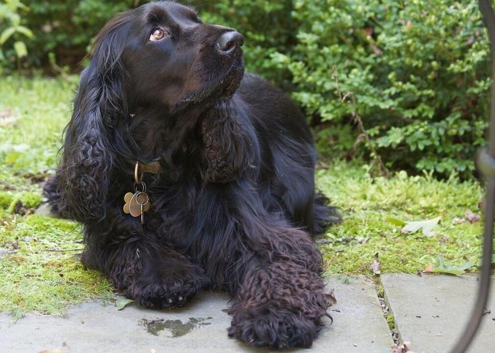 #36. Field spaniel